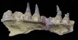 Mosasaur (Platecarpus) Upper Jaw Section - Kansas #40416-1